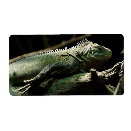 Iguana delicatissima (Vorne)
