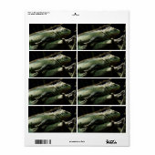 Iguana delicatissima (Vorne)
