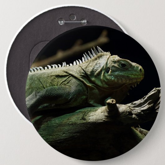Iguana delicatissima button (Vorne & Hinten)