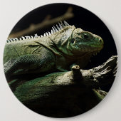 Iguana delicatissima button (Vorderseite)