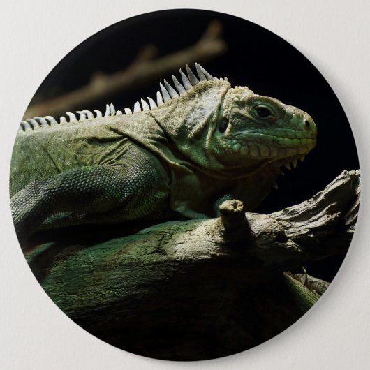 Iguana delicatissima button (Vorderseite)