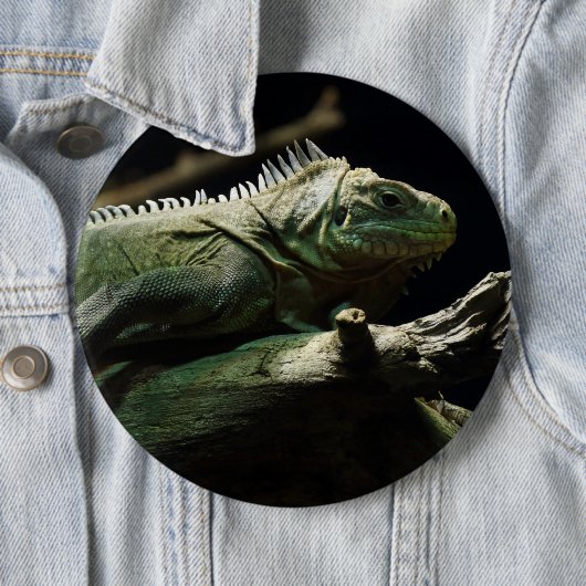 Iguana delicatissima button (Beispiel)
