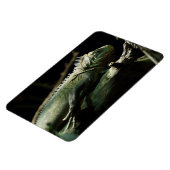 Iguana delicatissima magnet (Linke Seite)