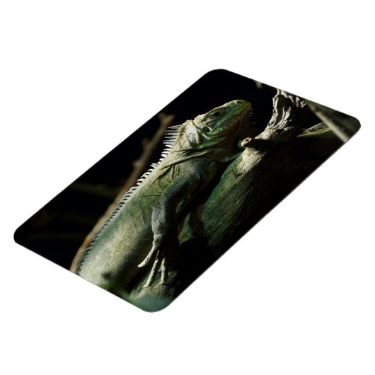 Iguana delicatissima magnet (Linke Seite)