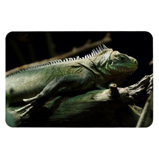 Iguana delicatissima magnet (Horizontal)