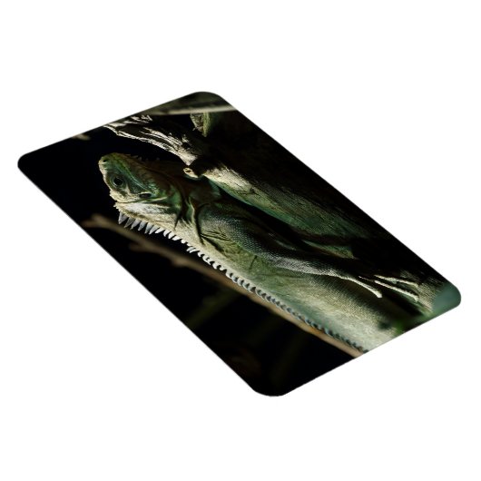 Iguana delicatissima magnet (Rechte Seite)