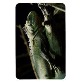 Iguana delicatissima magnet (Vertikal)