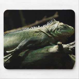 Iguana delicatissima mousepad