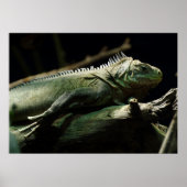 Iguana delicatissima poster (Vorne)