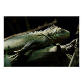 Iguana delicatissima poster (Vorderseite)