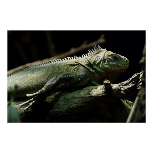 Iguana delicatissima poster (Vorderseite)