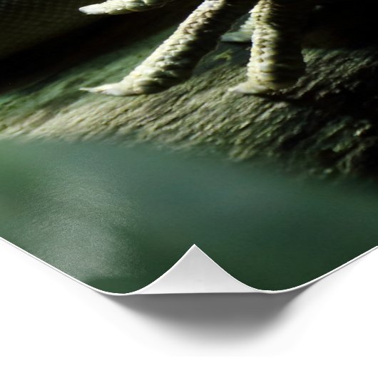 Iguana delicatissima poster (Ecke)