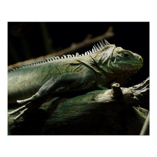 Iguana delicatissima poster (Vorderseite)