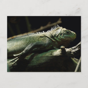Iguana delicatissima postkarte