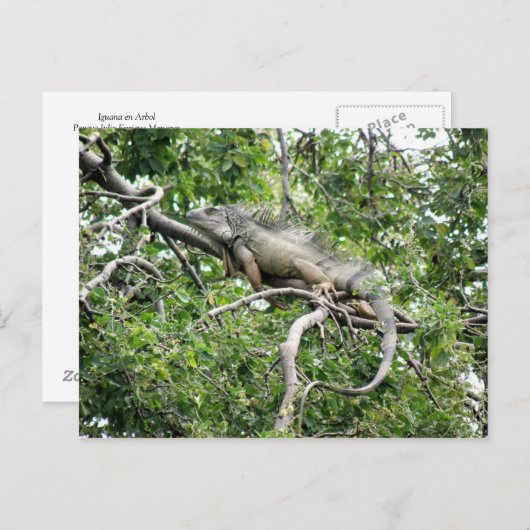 Iguana en Monagas Postkarte (Vorne/Hinten)