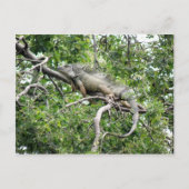 Iguana en Monagas Postkarte (Vorderseite)