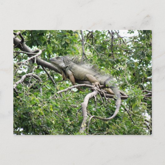 Iguana en Monagas Postkarte (Vorderseite)