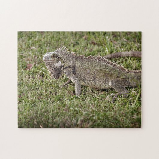 Iguana Exotic Reptile Pet Lizard Puzzle (Horizontal)