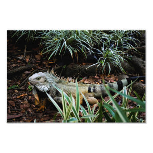 Iguana-Foto Fotodruck