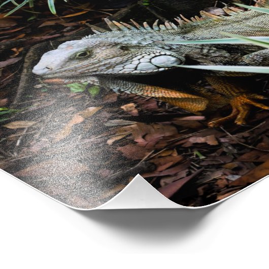 Iguana Foto Print (Ecke)
