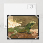 Iguana Fotos Postcard Postkarte (Vorne/Hinten)