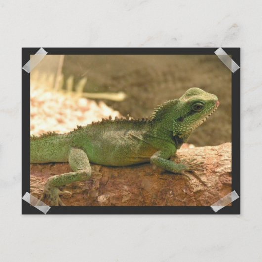 Iguana Fotos Postcard Postkarte (Vorderseite)