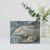 Iguana, Galapagos Inseln Postkarte (Stehend Vorderseite)