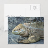 Iguana, Galapagos Inseln Postkarte (Vorne/Hinten)