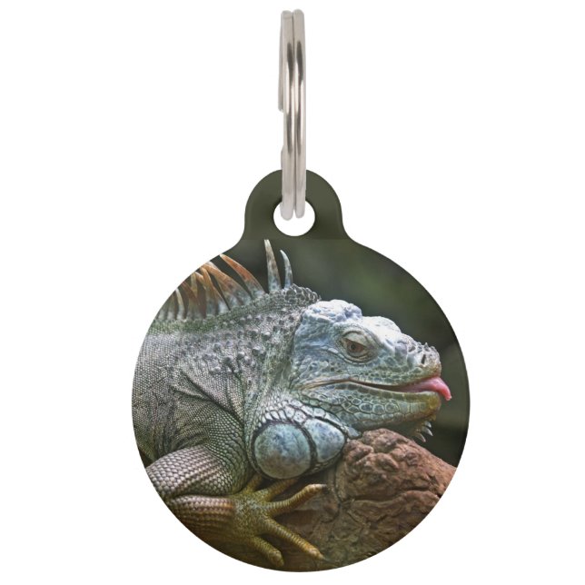 Iguana-Haustier Haustiermarke (Vorderseite)