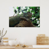 Iguana in einem Baum Poster (Küche)