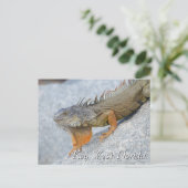 Iguana in Key West Florida Postkarte (Stehend Vorderseite)