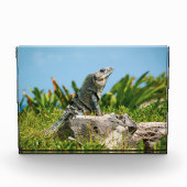 Iguana in Mexiko Fotoblock (Vorderseite)