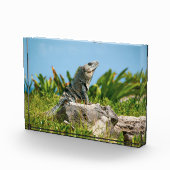 Iguana in Mexiko Fotoblock (Rechts)