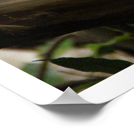 Iguana in Tree Poster (Ecke)