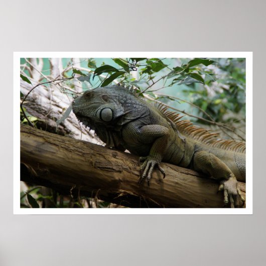 Iguana in Tree Poster (Vorne)