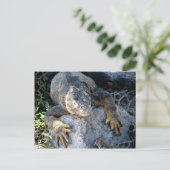 Iguana, Islas las Plazas, Galapagos Postkarte (Stehend Vorderseite)