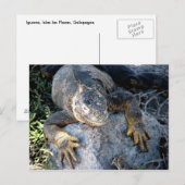 Iguana, Islas las Plazas, Galapagos Postkarte (Vorne/Hinten)
