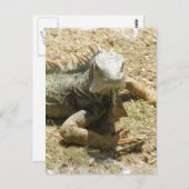Iguana Lizard Postcard Postkarte (Vorne/Hinten)