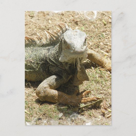 Iguana Lizard Postcard Postkarte (Vorderseite)
