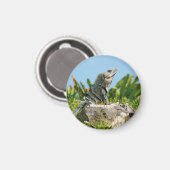 Iguana Magnet (Vorderseite/Rückseite)