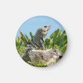 Iguana Magnet (Vorne)