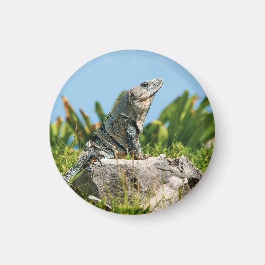 Iguana Magnet (Vorne)