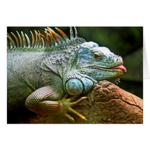 Iguana mit Zungenstich aus leerer Karte