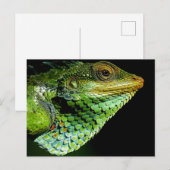 Iguana Nah-up Foto Postcard Postkarte (Vorne/Hinten)