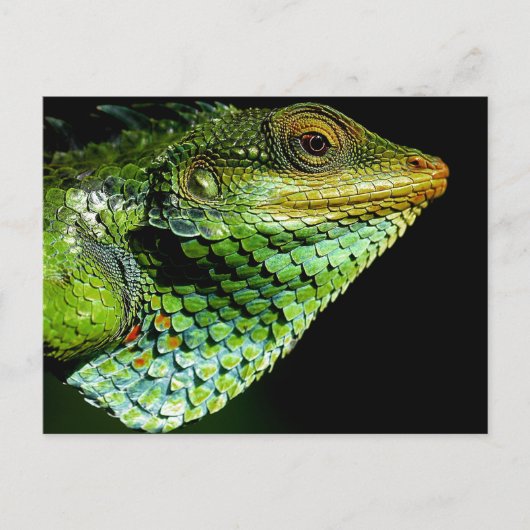 Iguana Nah-up Foto Postcard Postkarte (Vorderseite)