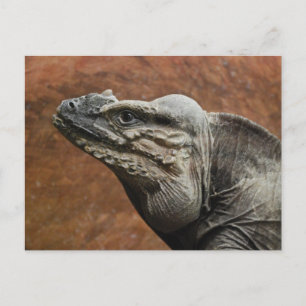 Iguana-Nashorn Postkarte