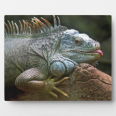 Iguana-Plakette Fotoplatte (Vorderseite)