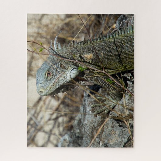 Iguana Posing on Rock for Camera Puzzle (Vertikal)