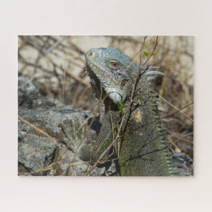 Iguana Posing on Rock for Camera Puzzle