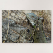 Iguana Posing on Rock for Camera Puzzle (Horizontal)